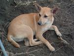 Ginger - Mixed Breed Dog