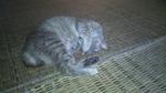 Bulat - Tabby Cat