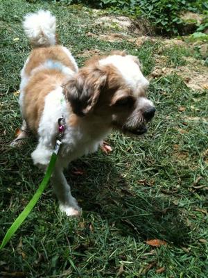 Xiang Bi - Shih Tzu + Maltese Dog