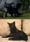 Toothless - Domestic Short Hair Cat