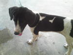 Bonnie - Beagle Mix Dog