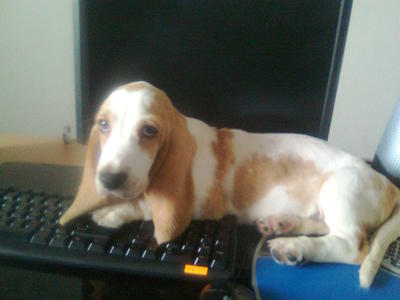 Hush - Basset Hound Dog