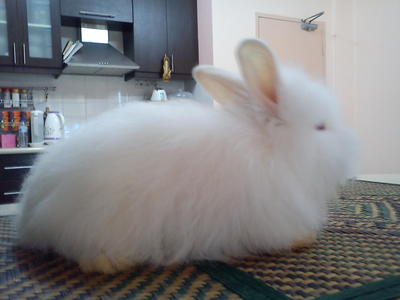 Snowy - Angora Rabbit Rabbit