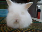 Snowy - Angora Rabbit Rabbit