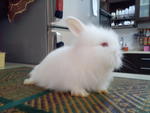 Snowy - Angora Rabbit Rabbit