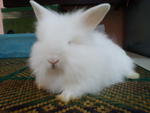 Snowy - Angora Rabbit Rabbit