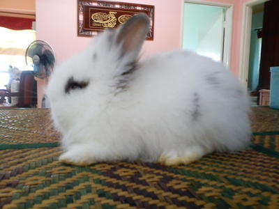 Senba - Angora Rabbit Rabbit