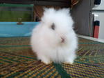 Senba - Angora Rabbit Rabbit