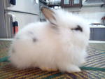 Senba - Angora Rabbit Rabbit