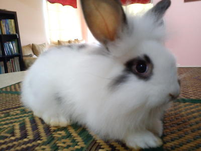 Sylo - Angora Rabbit Rabbit