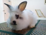 Sylo - Angora Rabbit Rabbit