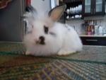 Sylo - Angora Rabbit Rabbit