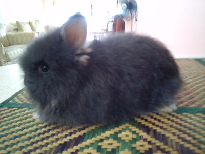 Simsim - Angora Rabbit Rabbit