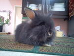 Simsim - Angora Rabbit Rabbit