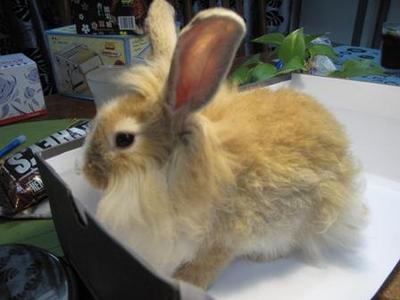 Mix Breed Lionhead - Lionhead + Angora Rabbit Rabbit