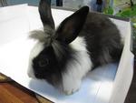 Mix Breed Lionhead - Lionhead + Angora Rabbit Rabbit