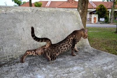 Nusantra Midnight Capo - Bengal Cat