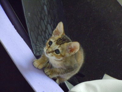 Brown - Domestic Medium Hair Cat