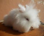 Tb1 - Angora Rabbit Rabbit