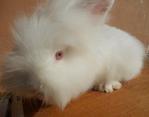 Tb1 - Angora Rabbit Rabbit