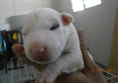 St.  Bull Terrier With Good Marking - Bull Terrier Dog