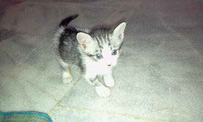 Rainy - Domestic Short Hair Cat