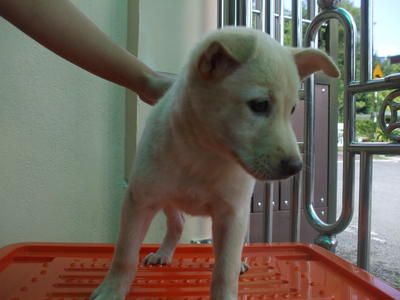 Snowy - Mixed Breed Dog