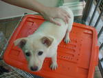 Snowy - Mixed Breed Dog