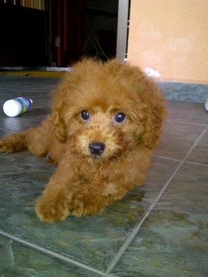 Nene - Poodle Dog