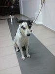 Lai - Mixed Breed Dog