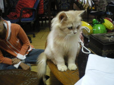 Wira - Persian Cat