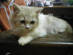 Wira - Persian Cat