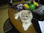 Wira - Persian Cat