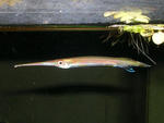 Silver Halfbeak look like a Swordfish. They are top tankers and are carnivores too