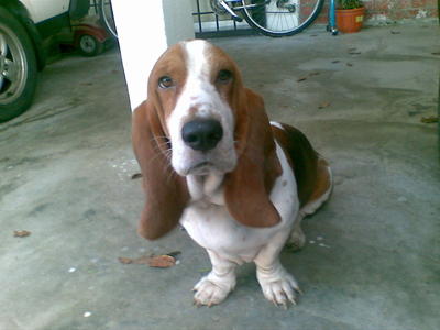 PF25365 - Basset Hound Dog