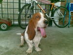 PF25365 - Basset Hound Dog