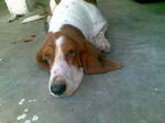 PF25365 - Basset Hound Dog