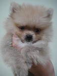 Cream Pomeranian With Mka Cert - Pomeranian Dog