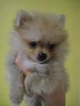 Cream Pomeranian With Mka Cert - Pomeranian Dog