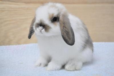 Hl B2 - Holland Lop Rabbit