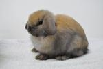 Hl B3 - Holland Lop Rabbit