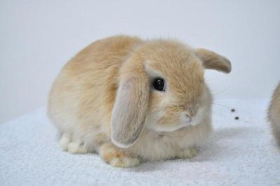 Hl D2 - Holland Lop Rabbit