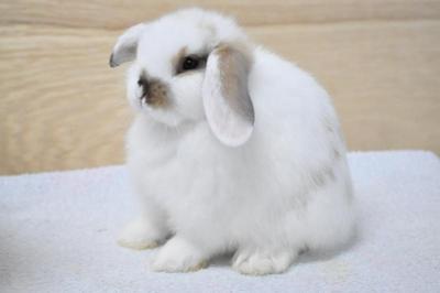 Hl D4 - Holland Lop Rabbit