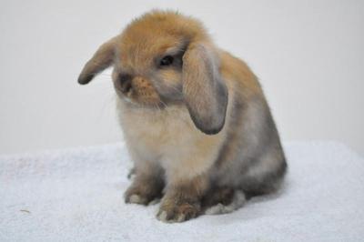 Hl D5 - Holland Lop Rabbit