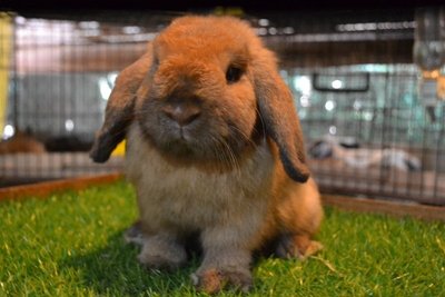 Holland Tort - Holland Lop Rabbit