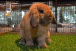 Holland Tort - Holland Lop Rabbit