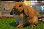 Holland Tort - Holland Lop Rabbit