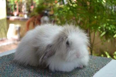 Fuzzy Lop - Lop Eared Rabbit