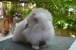 Fuzzy Lop - Lop Eared Rabbit