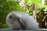 Fuzzy Lop - Lop Eared Rabbit